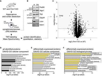 Impaired synaptic incorporation of AMPA receptors in a mouse model of fragile X syndrome